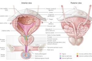 Why Do Women Have Paler Pudendum