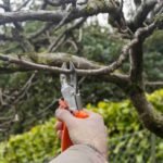 Ornamental Pruning in Cook County, IL
