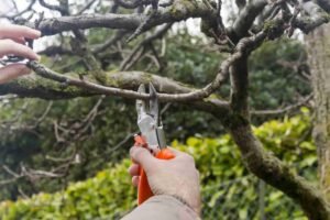 Ornamental Pruning in Cook County, IL