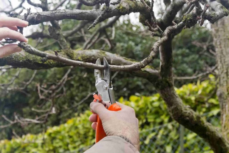 Ornamental Pruning in Cook County, IL