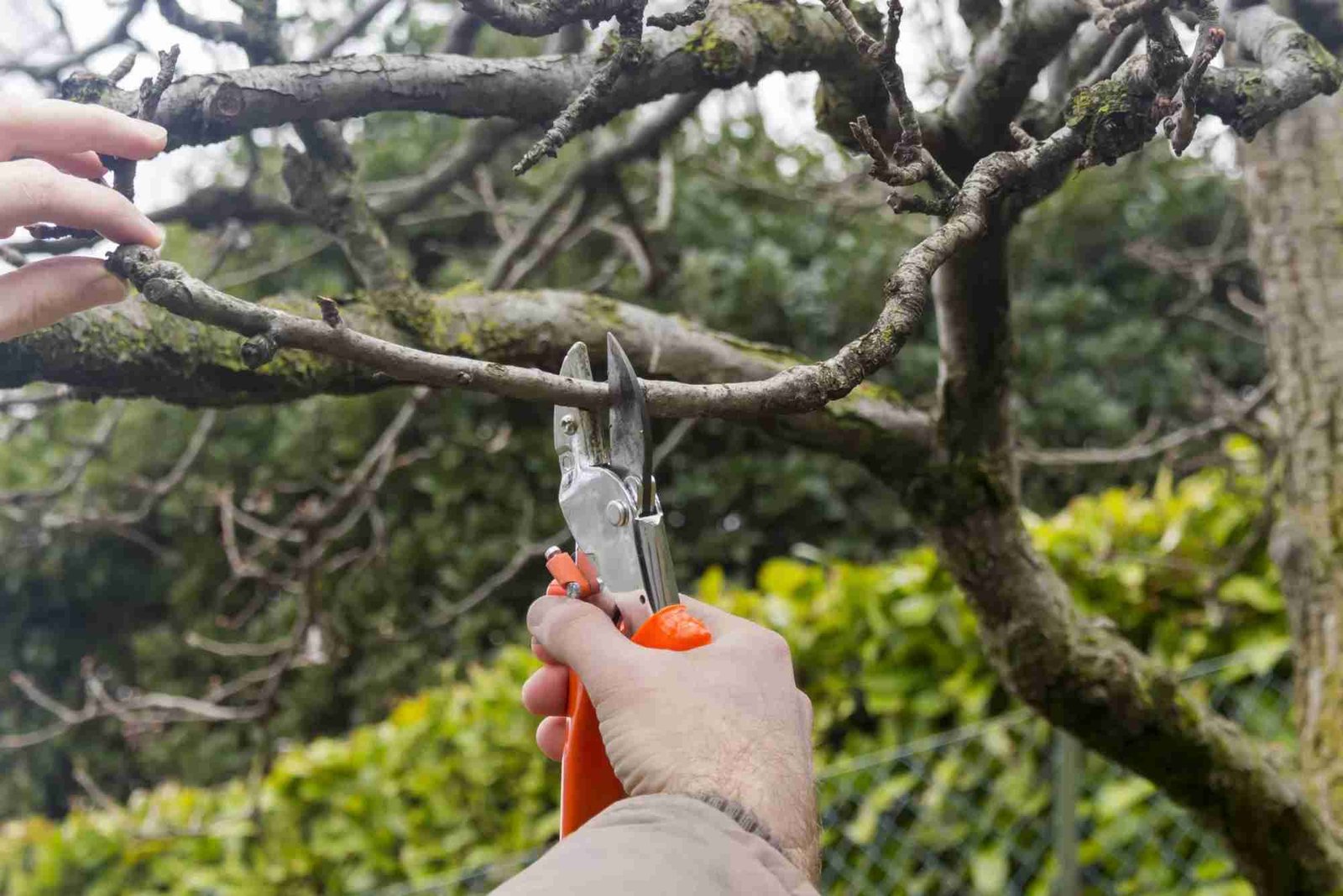 Ornamental Pruning in Cook County, IL